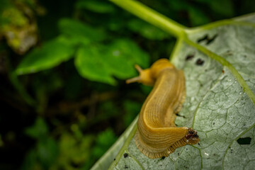 Tip Of Banana Slug Tail On Wet Leaf