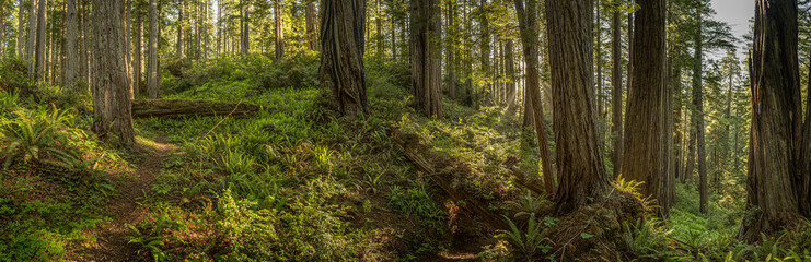 Trail Twists Around Giant Trees Through Forest And Across Downed Log In Redwood