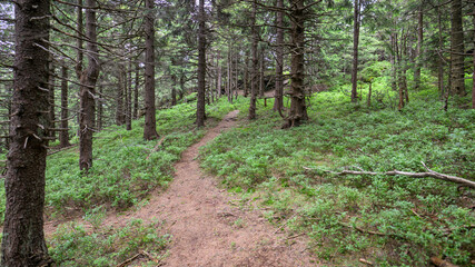 A slender forest path in a coniferous forest.