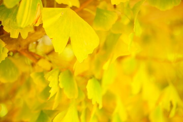 秋のイチョウの木に黄色く色づくイチョウの葉。