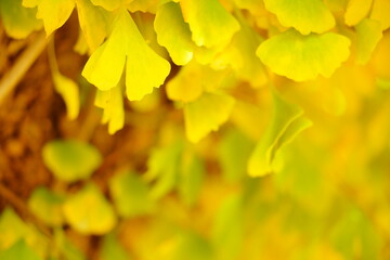 秋のイチョウの木に黄色く色づくイチョウの葉。