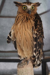 eagle owl on a branch