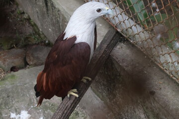 white tailed eagle