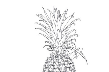 Hand drawn illustration of a pineapple.