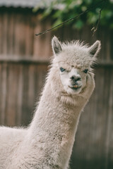 Obraz premium Close-up portrait of a white blue-eyed alpaca. The animal looks straight while walking in the zoo's enclosure.