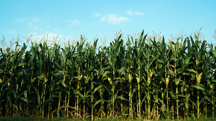Corn plants in corn field, Blue sky background. Focus selected