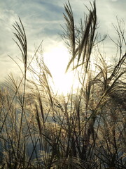 Sunset in the field