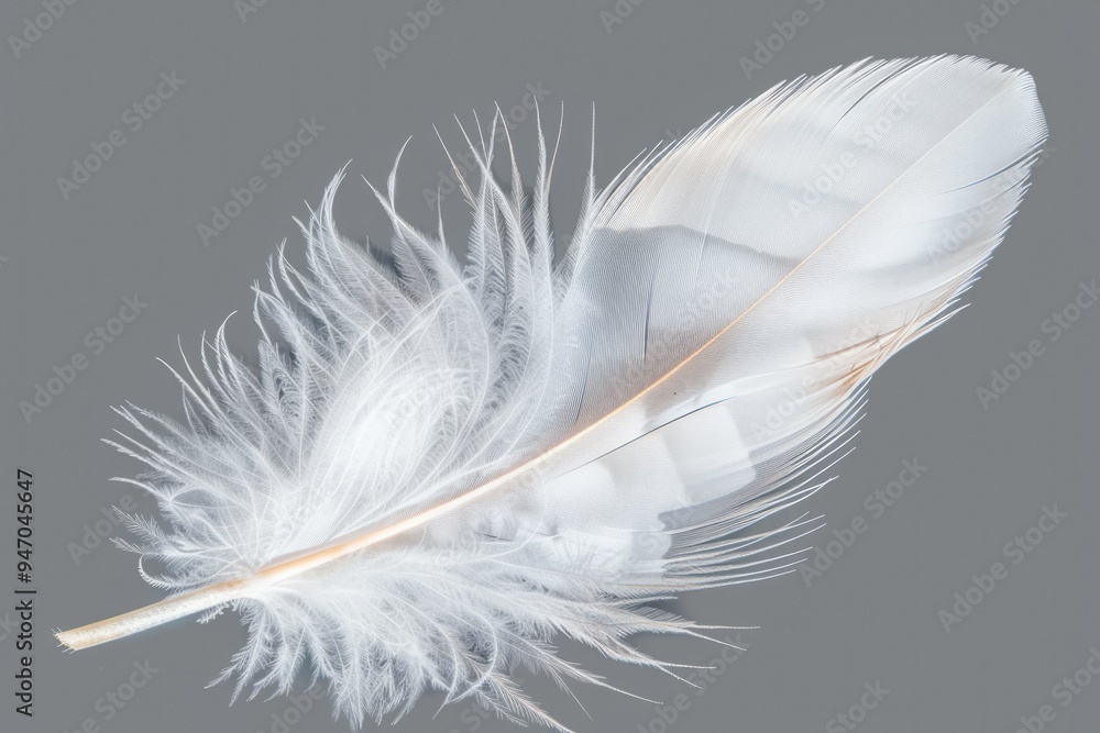 Poster a simple white feather sits on a gray background, perfect for minimalist designs and subtle textures
