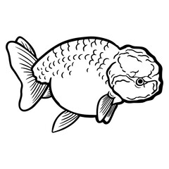 Ranchu goldfish vector line art