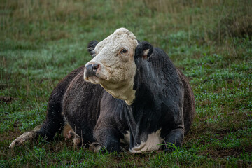 Fototapeta premium black and white cow resting in the field