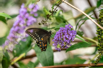 Black Swallowtail Butterfly on a flower