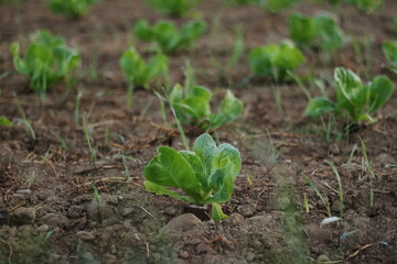 Young Sprouts Recently Planted in Field Near Zurich
