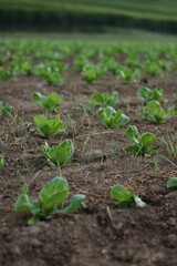 Young Sprouts Recently Planted in Field Near Zurich