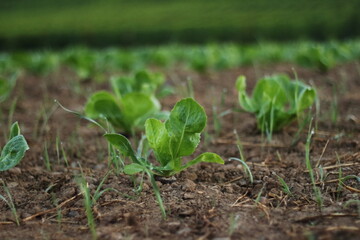 Obraz premium Young Sprouts Recently Planted in Field Near Zurich