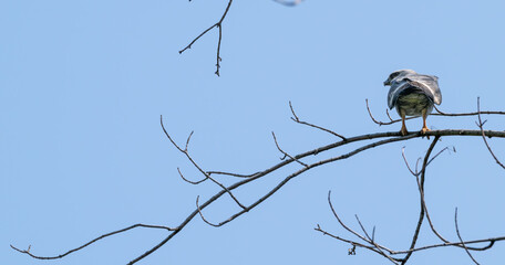 Mississippi kite perched in a dead tree, the wing of an insect at its feet.
