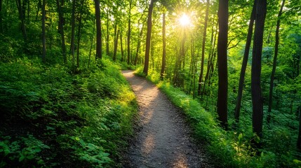 Obraz premium A serene hiking trail winding through a lush green forest with dappled sunlight filtering through the leaves