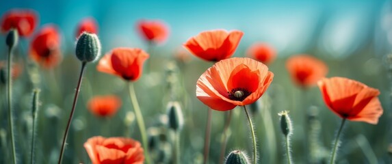 Red Poppy Flowers in a Field with a Blue Sky Background