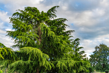 Fir tree in summer nature. Coniferous forest tree environment. Green nature. Fir tree growing in park. Nature evergreen landscape. Landscape with coniferous forest in summer. Evergreen nature © be free