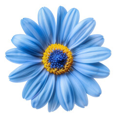 Light blue daisy flower with yellow and dark blue center isolated on a white background