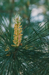 Fototapeta premium Yellow pine blossom close-up. Detailed shot with blurred background. 