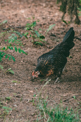A small dark golden hen searching for food among green plants and dry grass. Country animal in natural habitat.
