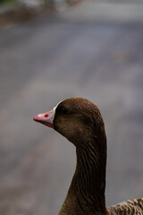 Portrait of a white-fronted goose on a blurred gray-brown background.

