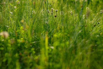 A close-up view of a lush green meadow with tall grasses and various wildflowers in soft, natural light, capturing the vibrant and overgrown beauty of nature.
