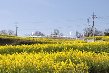 満開の菜の花畑