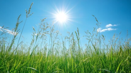 A serene green meadow with tall grasses swaying gently in the breeze, under a clear blue sky, capturing the peaceful and natural beauty.