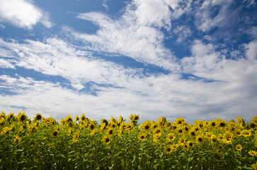 Field of Sunflowers with Blue Sky and Puffy Clouds