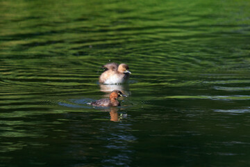 Little Grebe Wading Near Reeds in a Tranquil Wetland