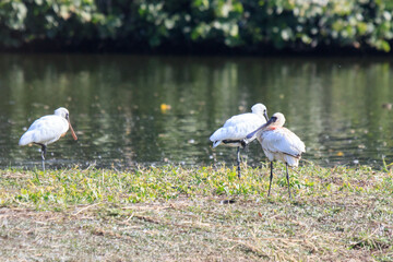 Wounded Black-Faced Spoonbills Resting by a Calm Riverbank