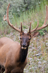 Freerunning wildlife in banff national park