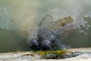 Manatees in murky water eating algae of the side of a wall.