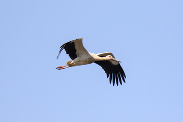 A Majestic Oriental Stork Soaring High in the Blue Sky