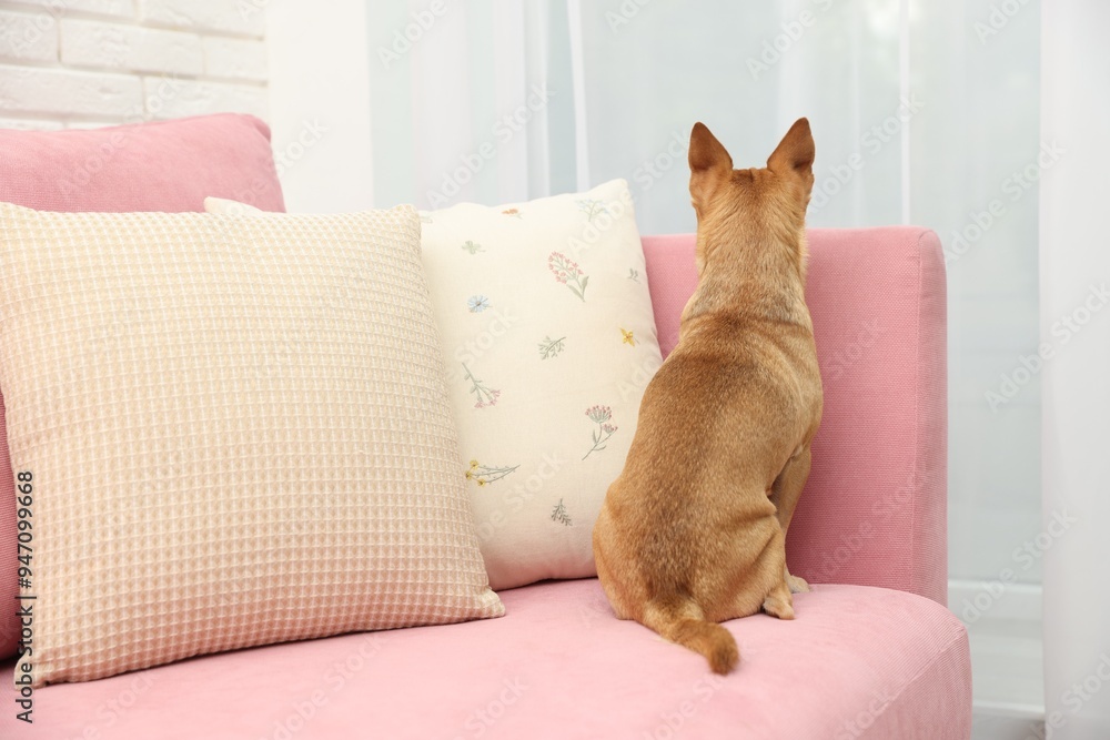 Poster Cute Chihuahua dog sitting on pink sofa at home, back view