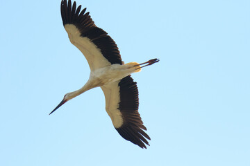 An Oriental Stork Soaring Gracefully Against a Clear Blue Sky