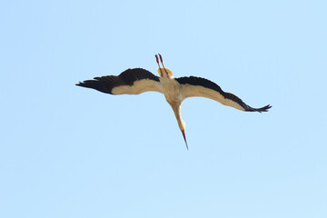 An Oriental Stork Soaring Gracefully Against a Clear Blue Sky