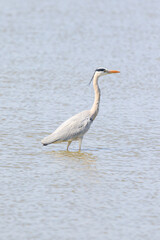 Grey Heron Wading Through the Shallow Water