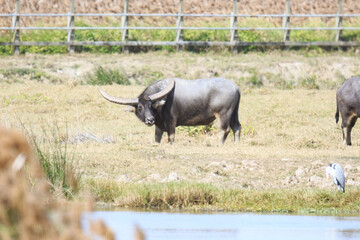 Fototapeta premium Water Buffalo Grazing in a Field with a Heron Nearby