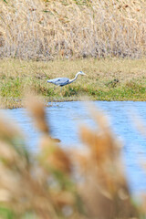 Grey Heron Hunting in a Wetland at Sunset, Mai Po Natural Reserve, Hong Kong