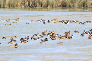 Northern Shovelers Foraging in Shallow Waters