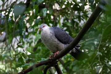 dove in a tree on a branch