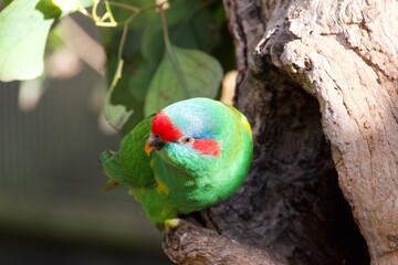 green parrot on a tree