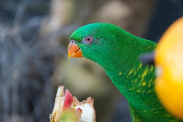 green parrot close up eating apple
