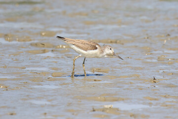 A Solitary Greenshank Wading Through Shallow Water