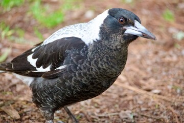 magpie in autumn forest