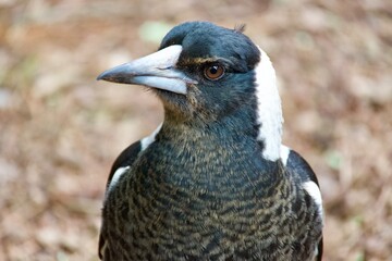 magpie close up face and beak