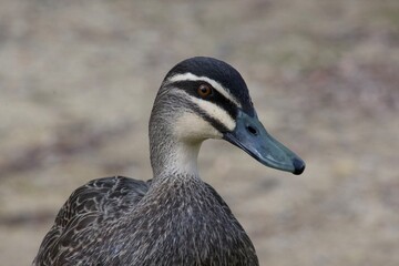 Obraz premium duck face close up