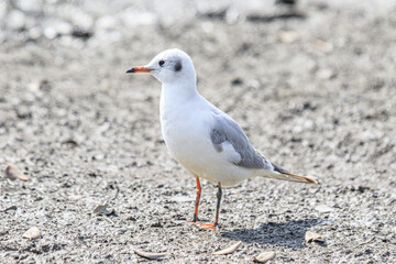 A Graceful Black-Headed Gull Stands Tall on the Shoreline